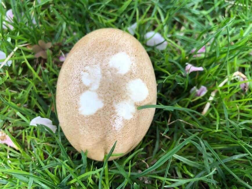 Brown egg with flower pattern.