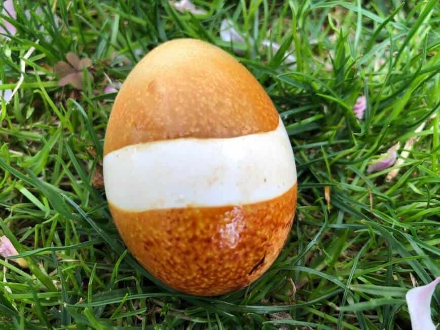 Dark brown egg with one wide white stripe in middle.