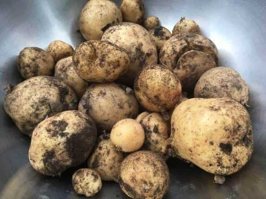 Harvesting Potatoes (Photo by Viana Boenzli)