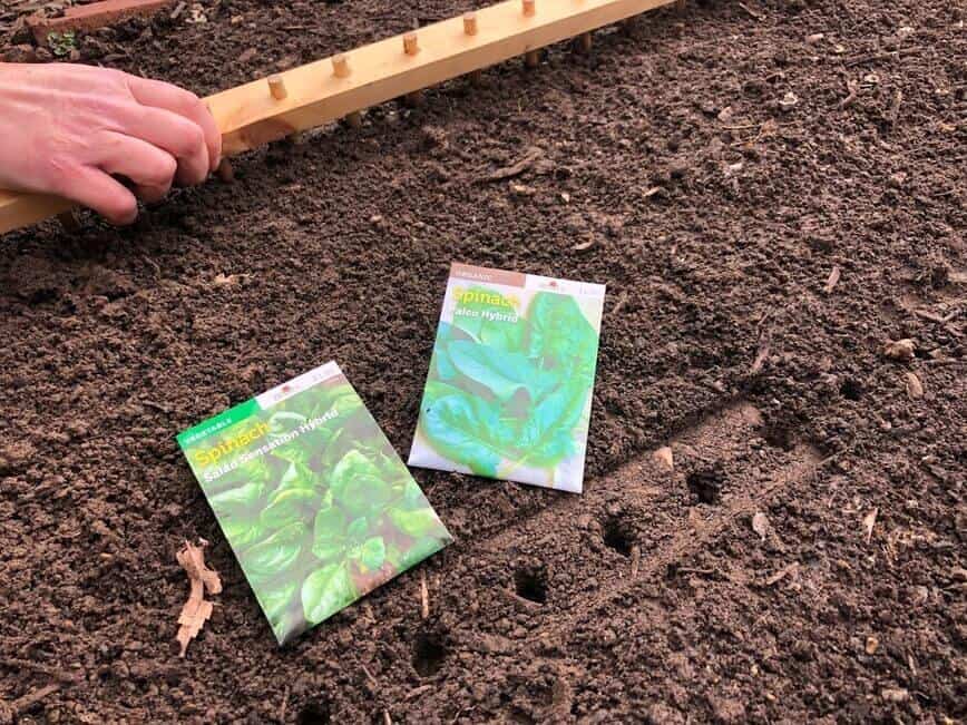 How to grow salad greens - Placing holes in the soil with Erich's DIY garden tool (Photo by Viana Boenzli)