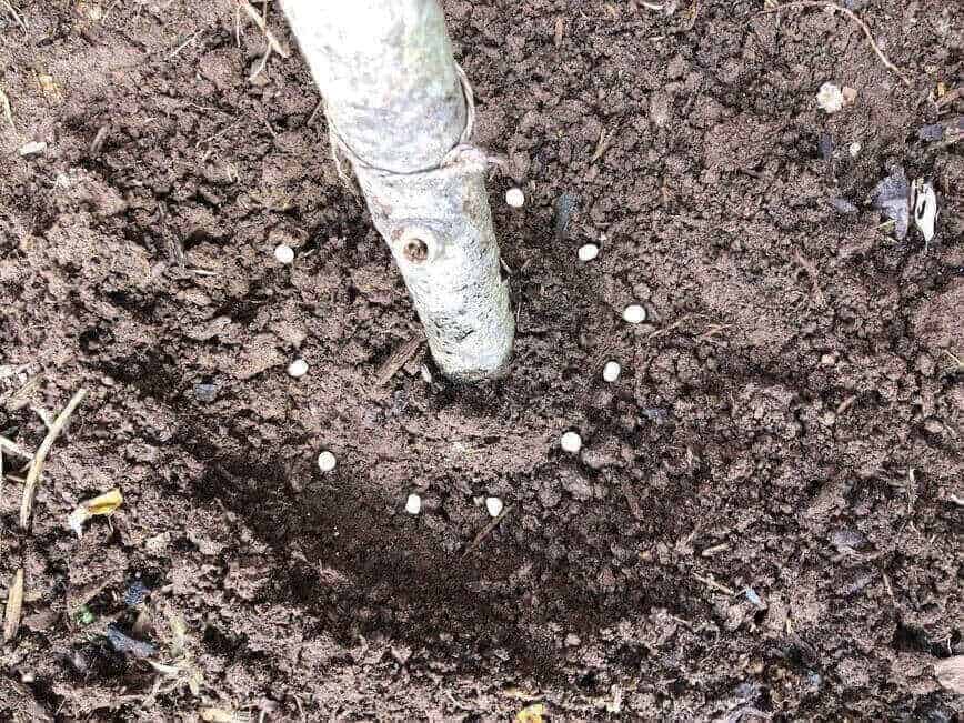 How to grow salad greens - Peas in trench (Photo by Erich Boenzli)