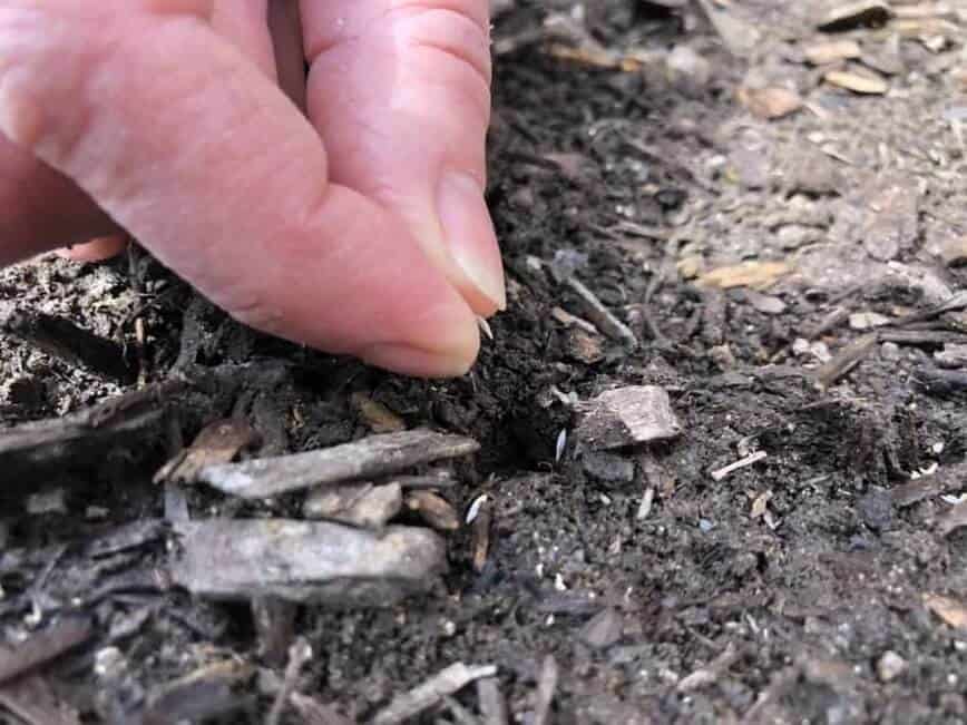 How to grow salad greens - Dropping seeds into holes (Photo by Erich Boenzli)