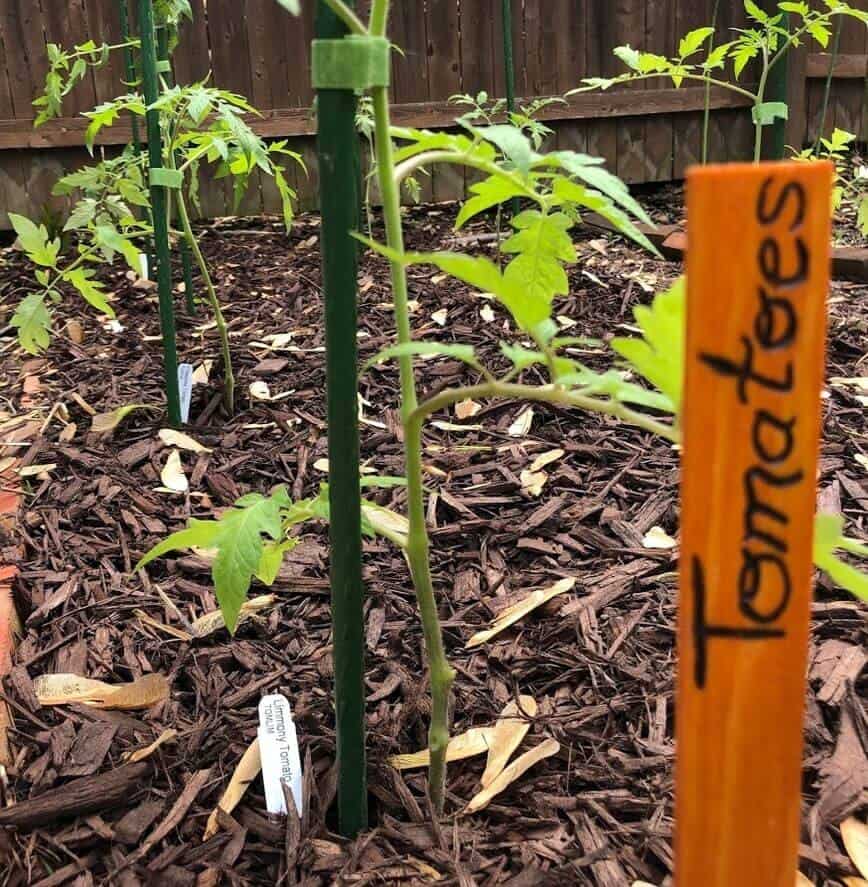 Plant Tomatoes (Photo by Erich Boenzli)