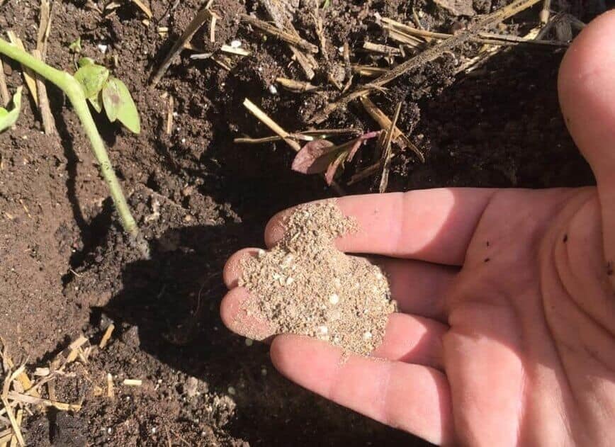 Plant Tomatoes - Adding organic granulated fertilizer (Photo by Viana Boenzli)