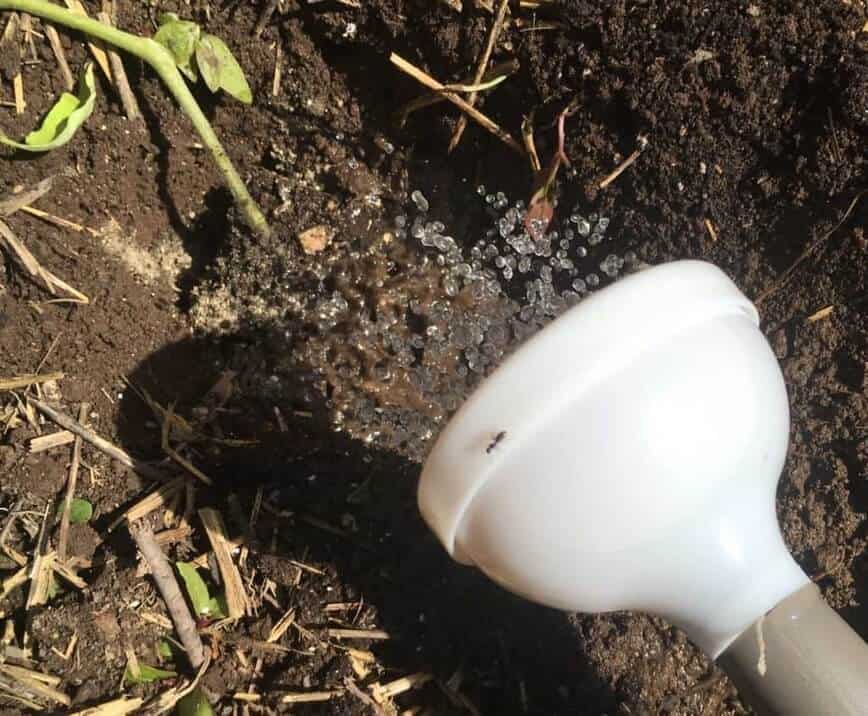 Plant Tomatoes - Adding water and organic liquid fertilizer (Photo by Viana Boenzli)