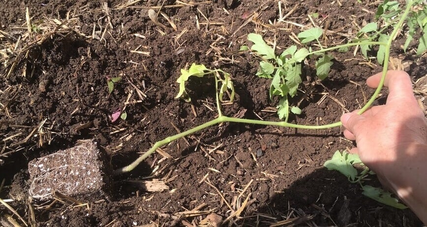 Plant Tomatoes - Laying plant down into trench (Photo by Viana Boenzli)