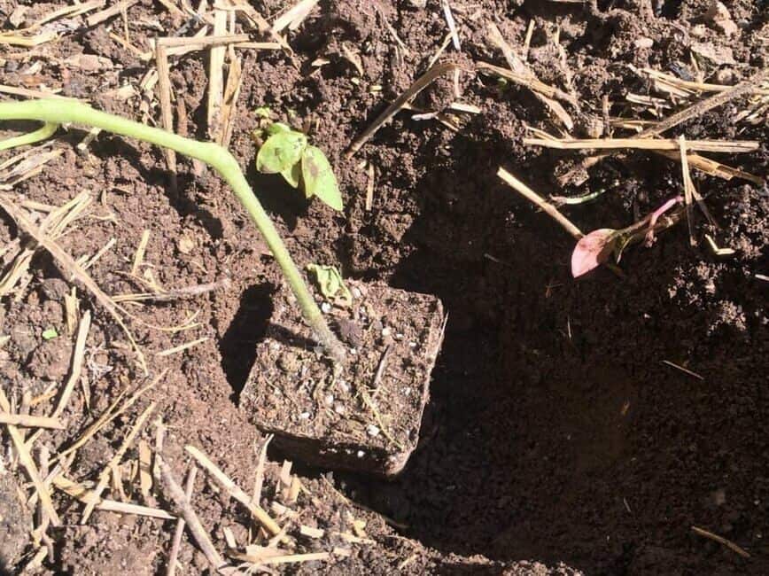 Plant Tomatoes - Placing plant in dug hole (Photo by Viana Boenzli)