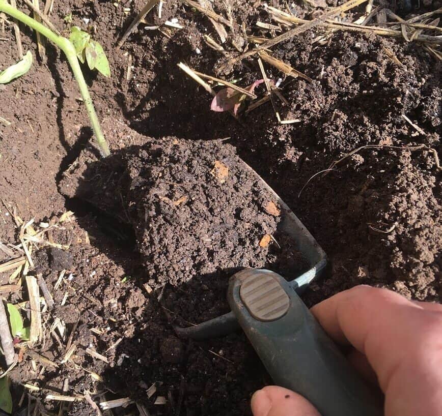 Plant Tomatoes - Adding compost (Photo by Viana Boenzli)