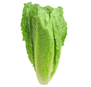 How to grow salad greens - Romaine