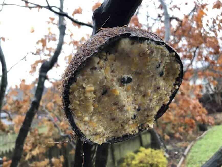 Feed the Birds with a DIY Bird Feeder made from a Coconut - Finished suet feeder (Photo by Erich Boenzli)