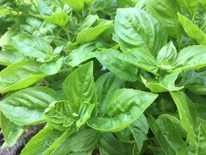 Fresh garden basil.