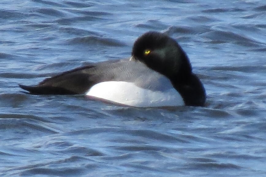 How do birds stay warm in winter? - Scaup (Photo by Erich Boenzli)