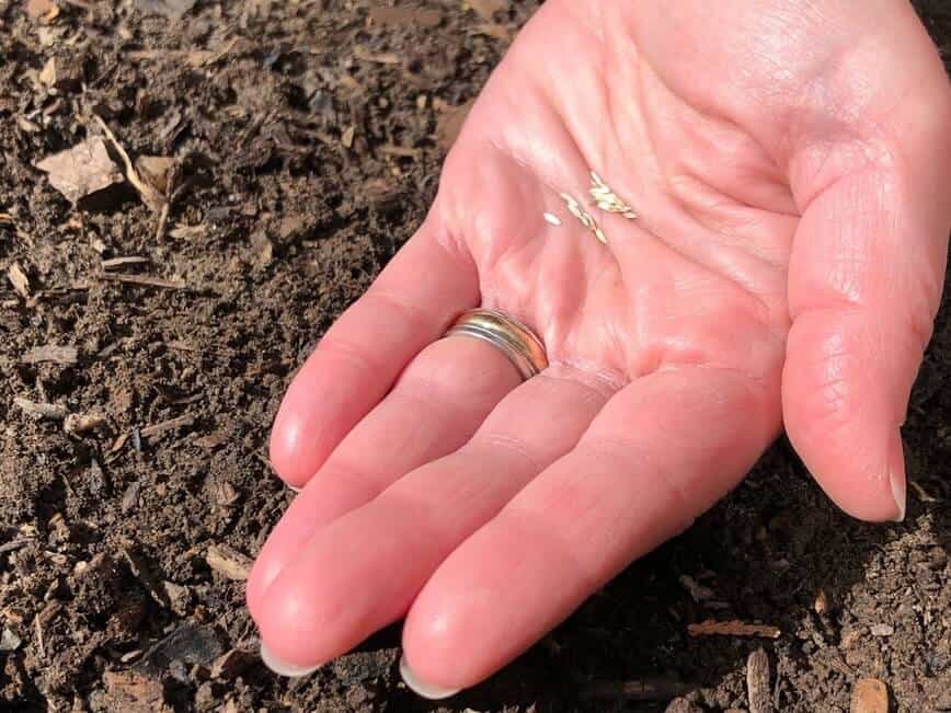 How to grow salad greens - Lettuce seeds (Photo by Erich Boenzli)