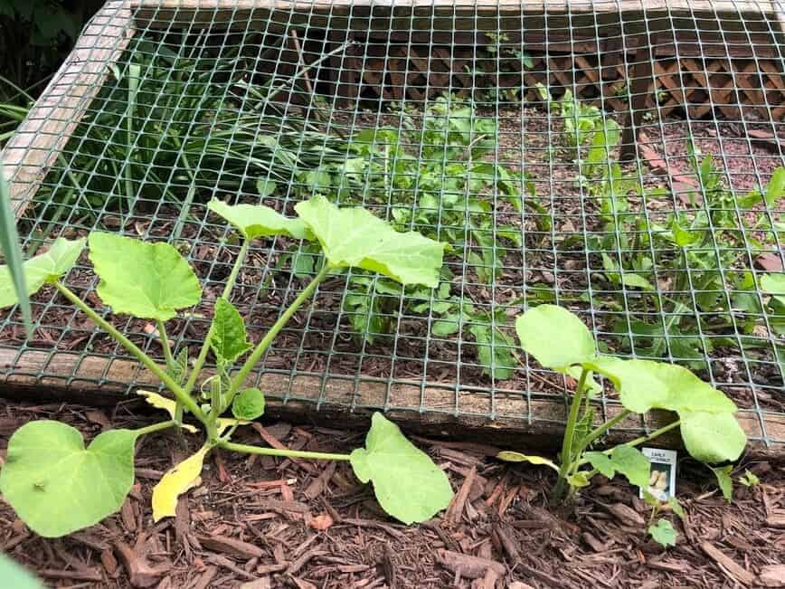 Vegetable trellis.