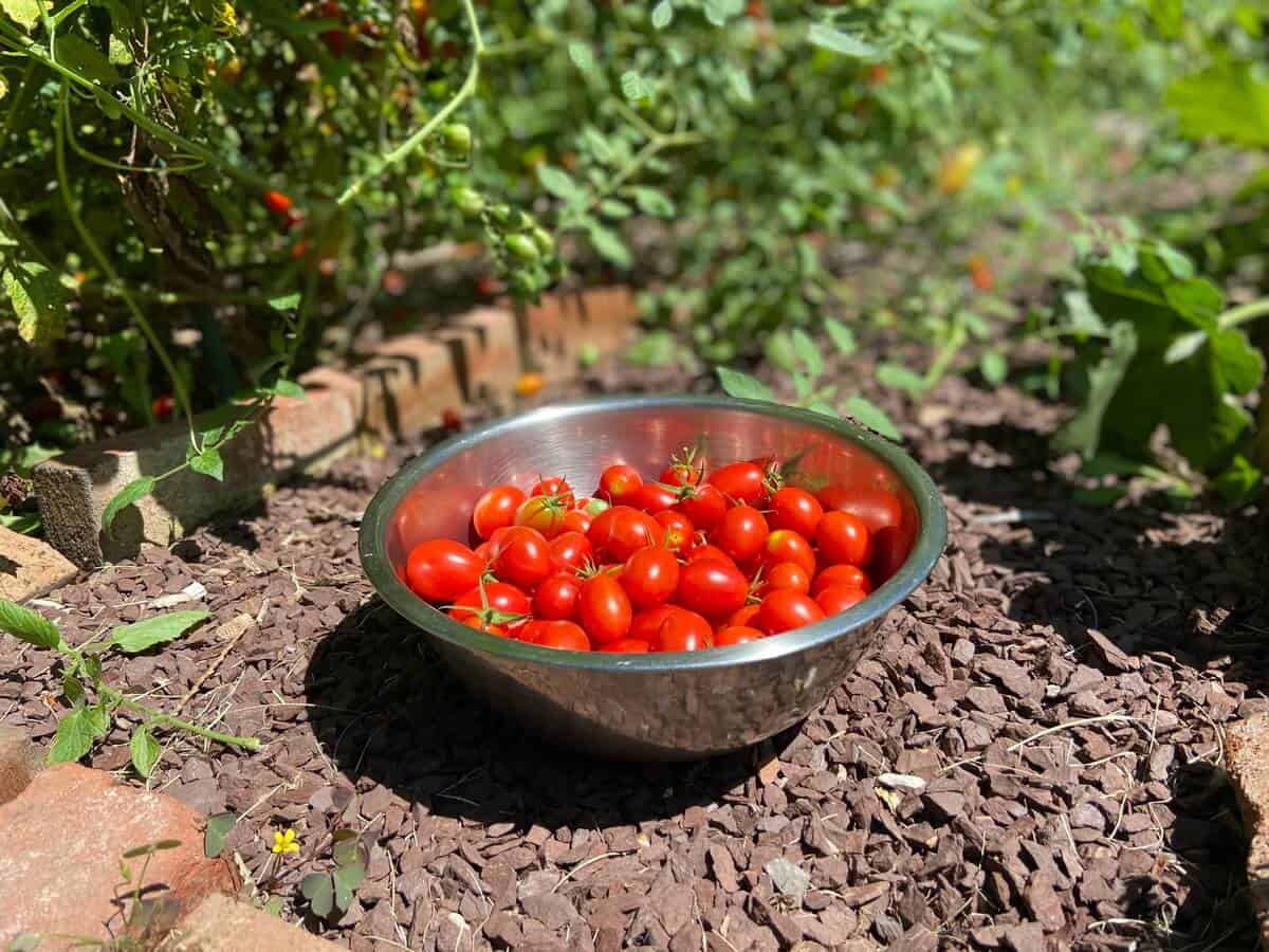 Cherry tomatoes in a stainless steel mixing bowl.