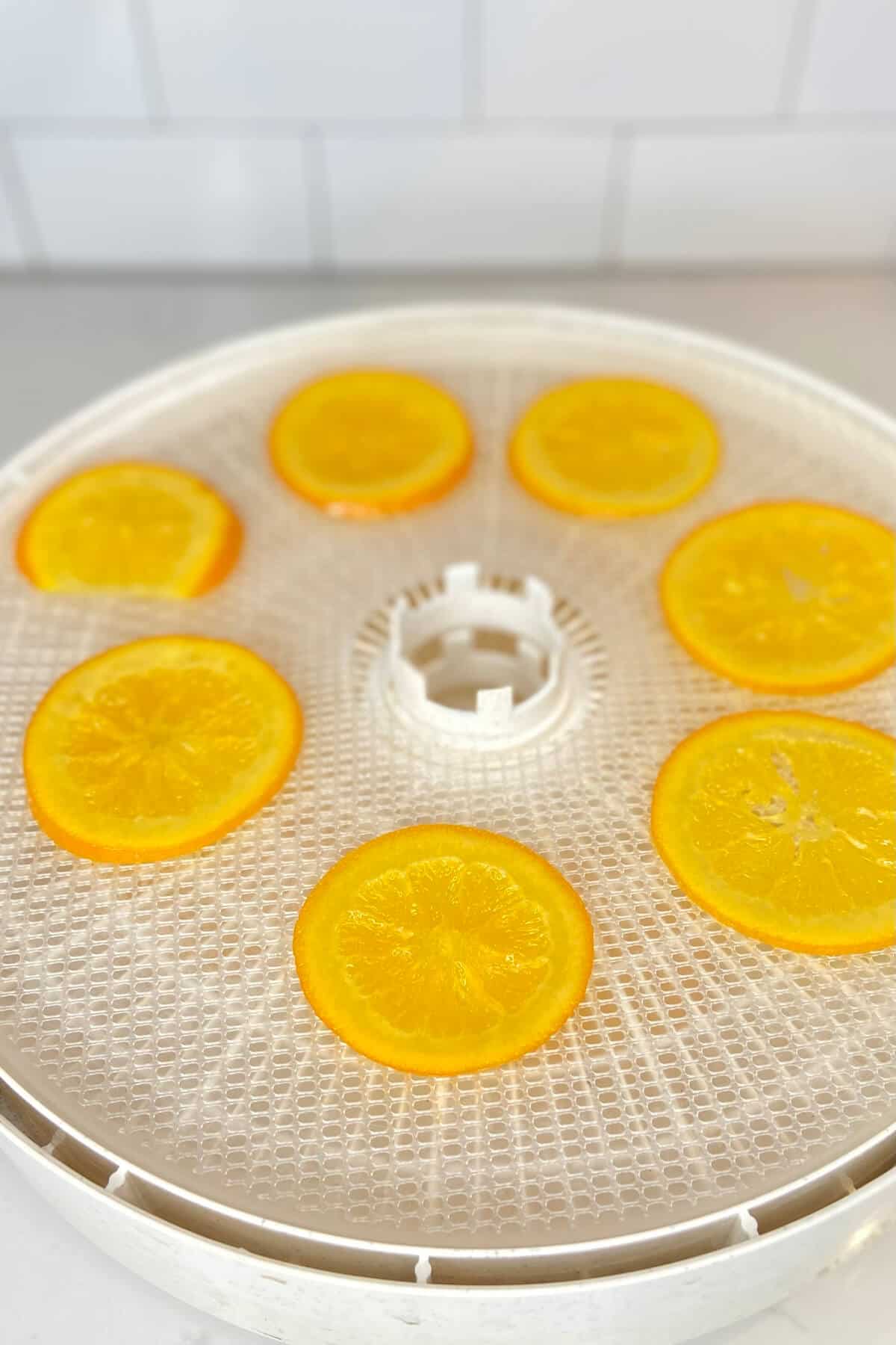 Orange slices on a tray in a food dehydrator.