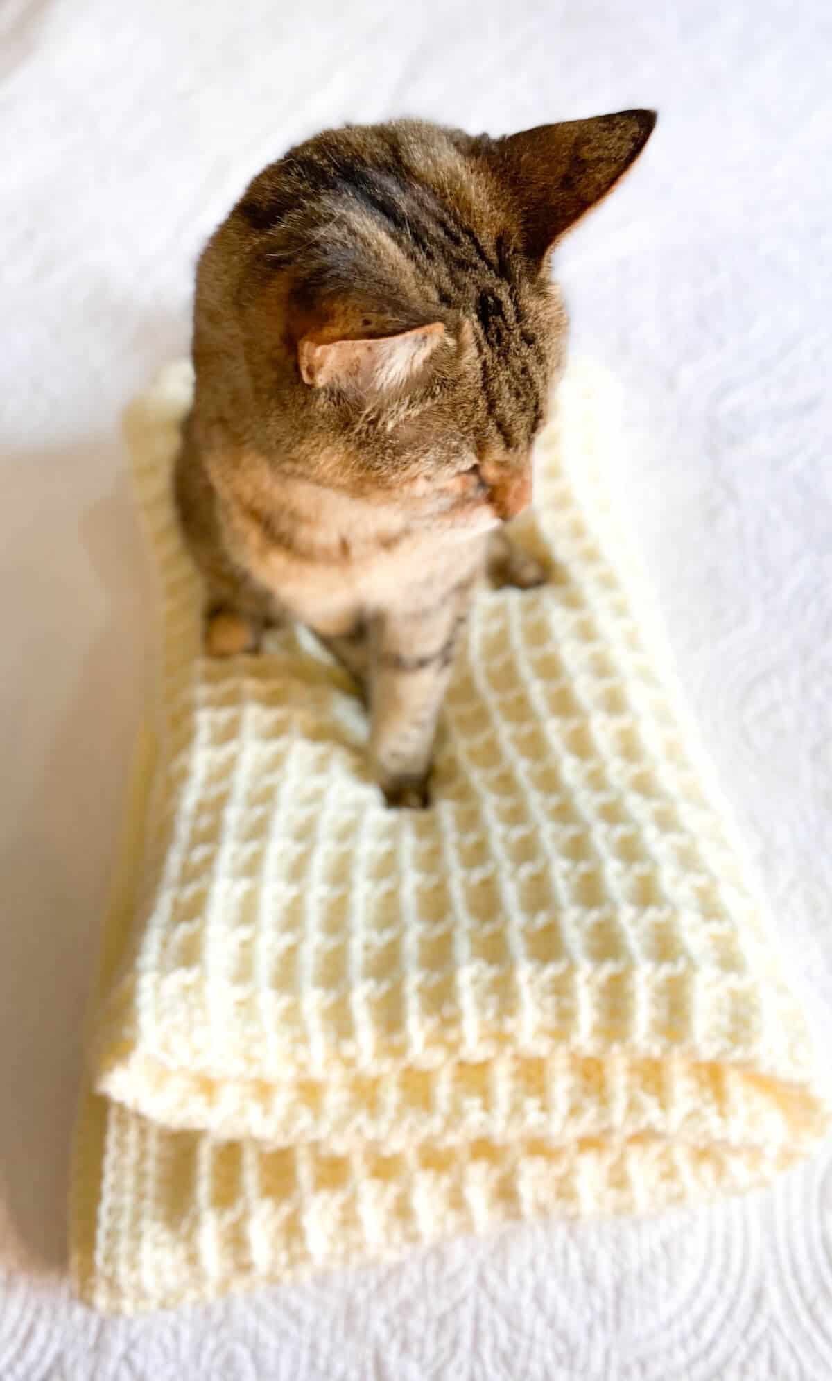 Knitted Pet Blanket 