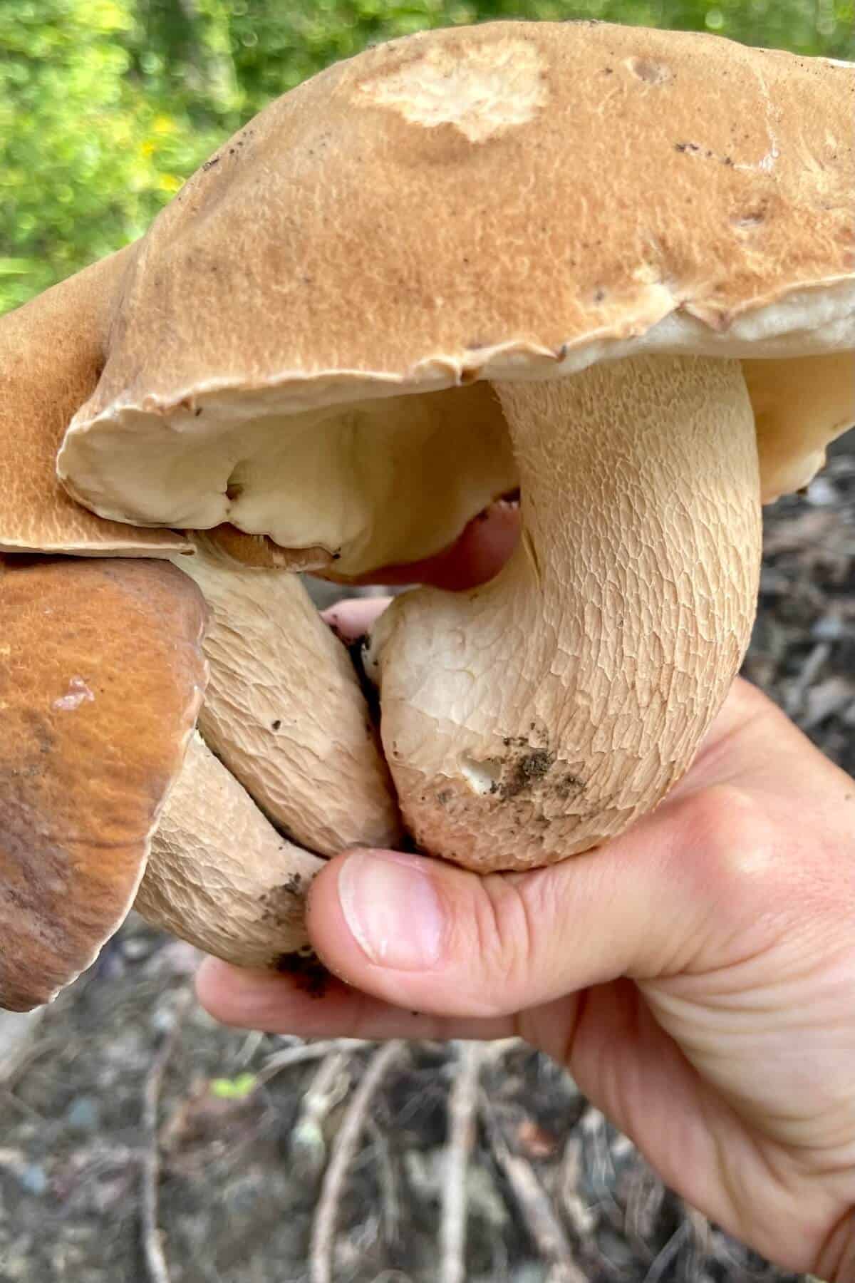 Holding large porcini mushrooms in hand.
