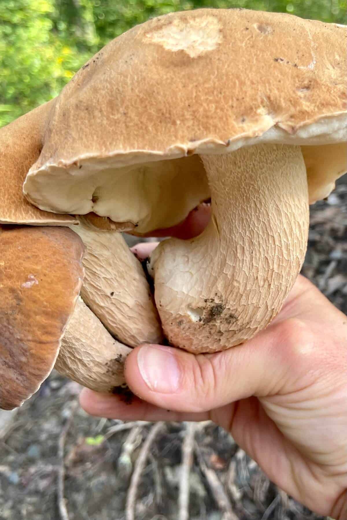 How to Dry or Dehydrate Wild Mushrooms