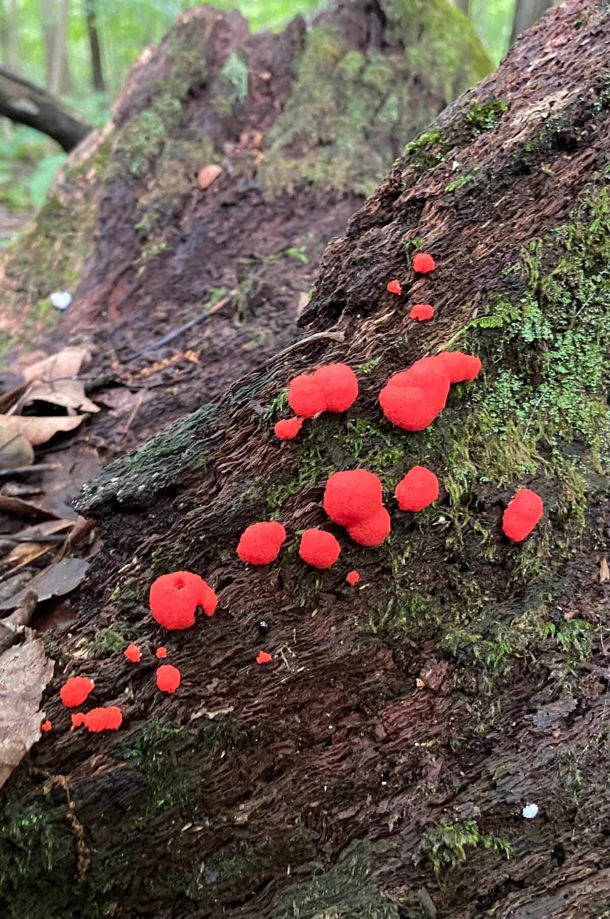 Calostoma cinnabarinum mushrooms.