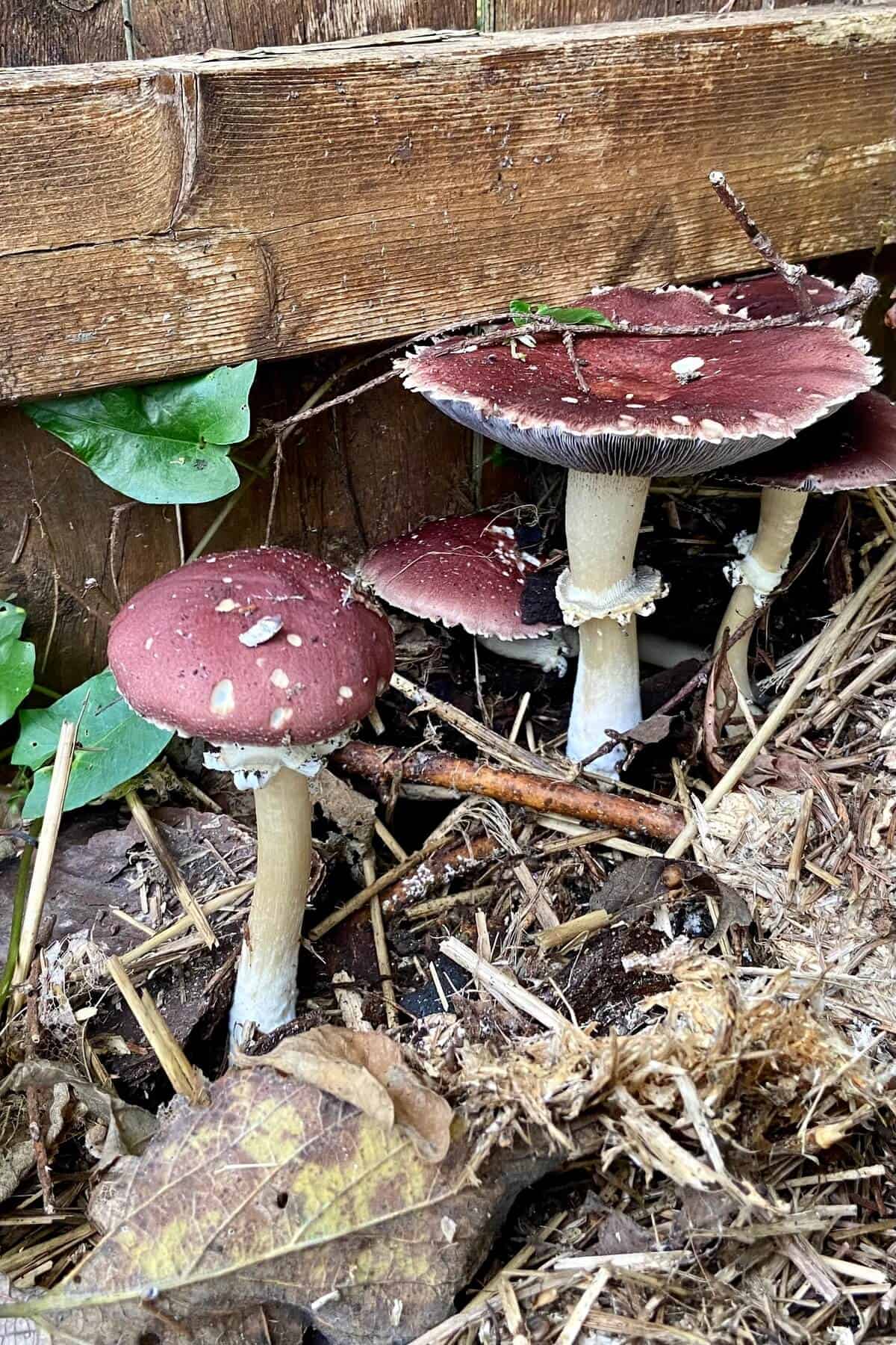 Wine caps in yard.