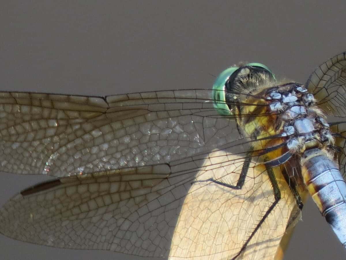 Male Eastern Pondhawk (Erythemis simplicicollis)