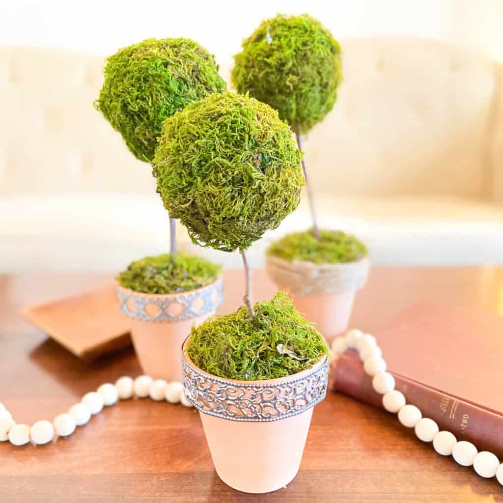 Finished moss ball topiaries.